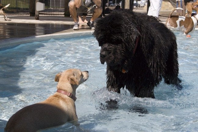 St. Louis Dog Events ~ Community Swimming Pool Parties - Arch City Homes